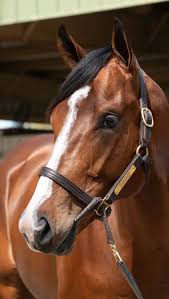 10,5 millions de dollars pour un fils de Flightline : une enchère record à Ocala, ventes aux enchères cheval courses hippiques, Trouver le bon cheval