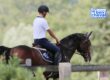 Trouver le bon cheval, cheval, achat cheval, demi-pension, coût cheval, devenir propriétaire cheval, demi-pension cheval, acheter un cheval, média commerce de chevaux