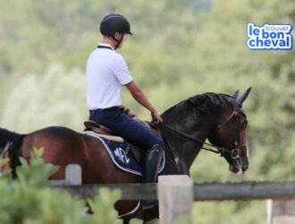 Trouver le bon cheval, cheval, achat cheval, demi-pension, coût cheval, devenir propriétaire cheval, demi-pension cheval, acheter un cheval, média commerce de chevaux