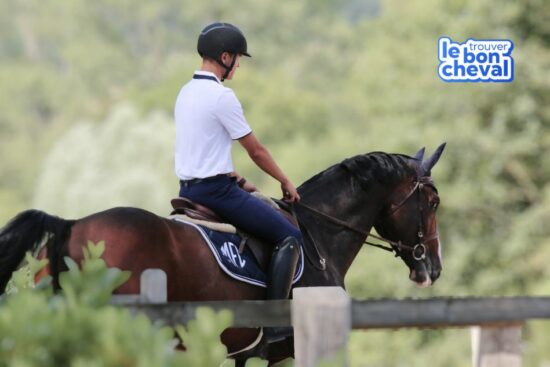 Trouver le bon cheval, cheval, achat cheval, demi-pension, coût cheval, devenir propriétaire cheval, demi-pension cheval, acheter un cheval, média commerce de chevaux