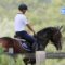 Trouver le bon cheval, cheval, achat cheval, demi-pension, coût cheval, devenir propriétaire cheval, demi-pension cheval, acheter un cheval, média commerce de chevaux