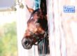 visite écurie, achat de cheval, propriétaire cheval, projet achat cheval, Trouver le bon cheval,