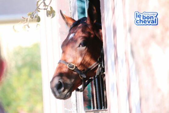 visite écurie, achat de cheval, propriétaire cheval, projet achat cheval, Trouver le bon cheval,