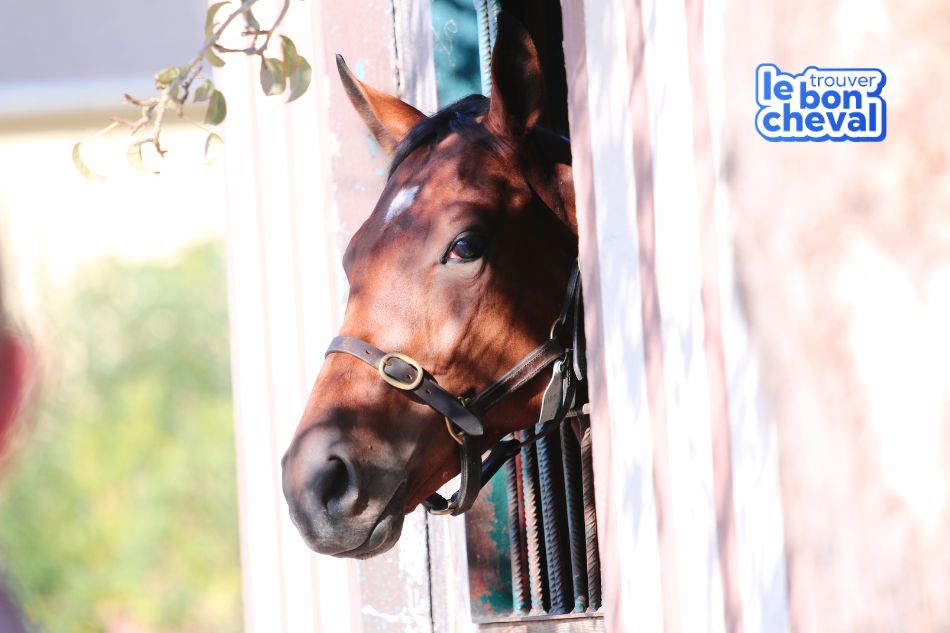 visite écurie, achat de cheval, propriétaire cheval, projet achat cheval, Trouver le bon cheval,