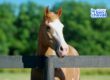Carte immatriculation cheval, obligations administratives achat cheval, acheter cheval, papier cheval, trouver le bon cheval
