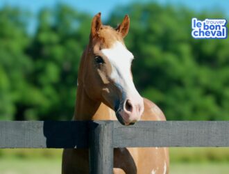 Carte immatriculation cheval, obligations administratives achat cheval, acheter cheval, papier cheval, trouver le bon cheval