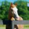 Carte immatriculation cheval, obligations administratives achat cheval, acheter cheval, papier cheval, trouver le bon cheval