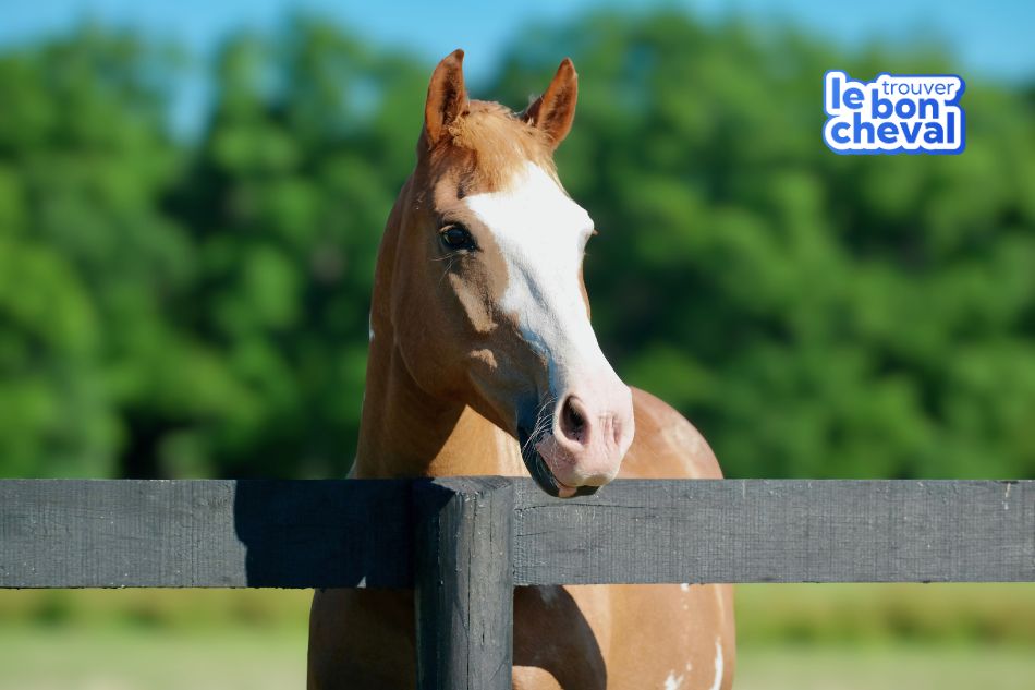 Carte immatriculation cheval, obligations administratives achat cheval, acheter cheval, papier cheval, trouver le bon cheval