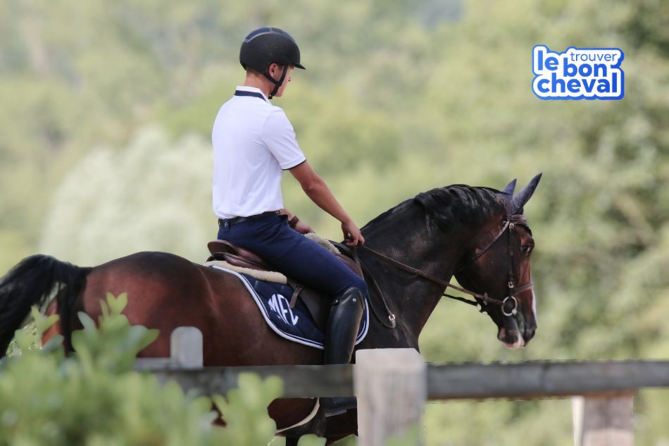 Trouver le bon cheval, cheval, achat cheval, demi-pension, coût cheval, devenir propriétaire cheval, demi-pension cheval, acheter un cheval, média commerce de chevaux