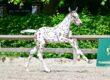 Joppe AR Z, J-Nius VV x Fantomas de Muze, Flanders Foal Auction at Sentower Park