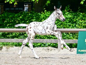 Joppe AR Z, J-Nius VV x Fantomas de Muze, Flanders Foal Auction at Sentower Park