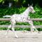 Joppe AR Z, J-Nius VV x Fantomas de Muze, Flanders Foal Auction at Sentower Park