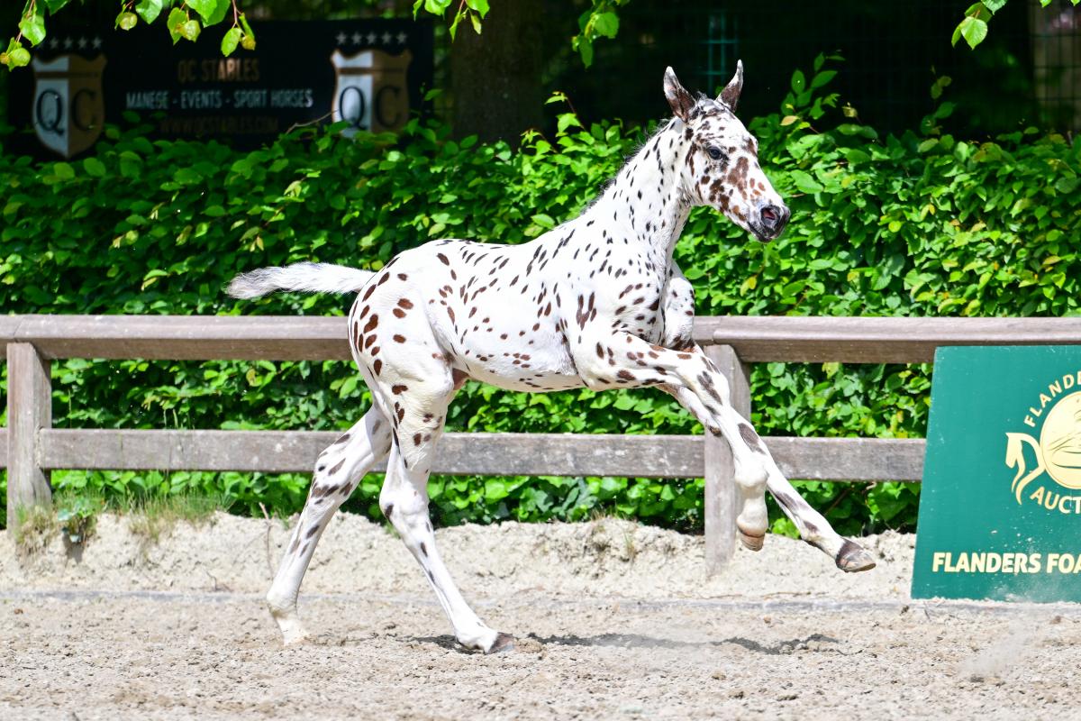 Joppe AR Z, J-Nius VV x Fantomas de Muze, Flanders Foal Auction at Sentower Park
