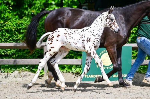 Joppe AR Z, J-Nius VV x Fantomas de Muze, Flanders Foal Auction at Sentower Park