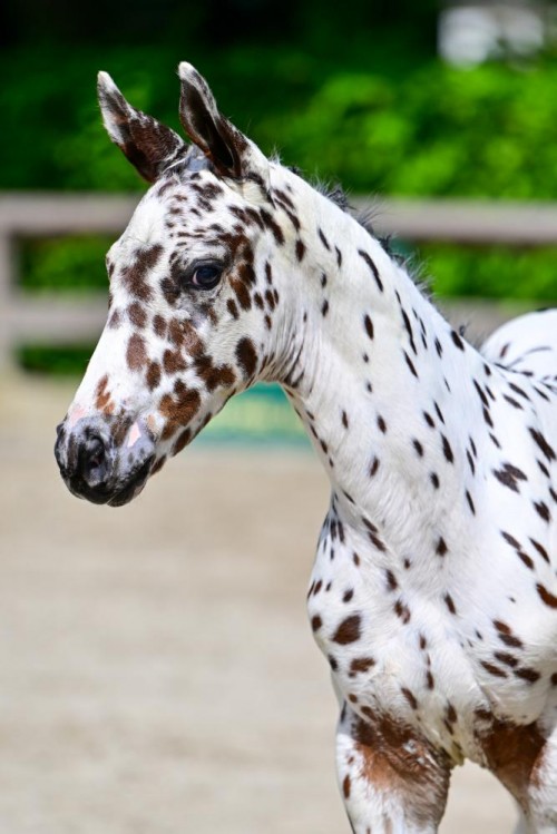 Joppe AR Z, J-Nius VV x Fantomas de Muze, Flanders Foal Auction at Sentower Park