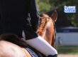 Vaccination chevaux : Découvrez le nouveau simulateur gratuit de l'IFCE permettant de connaître les obligations vaccinales de votre cheval selon son activité. Un outil simple pour propriétaires, cavaliers, éleveurs et vétérinaires. Vaccin cheval