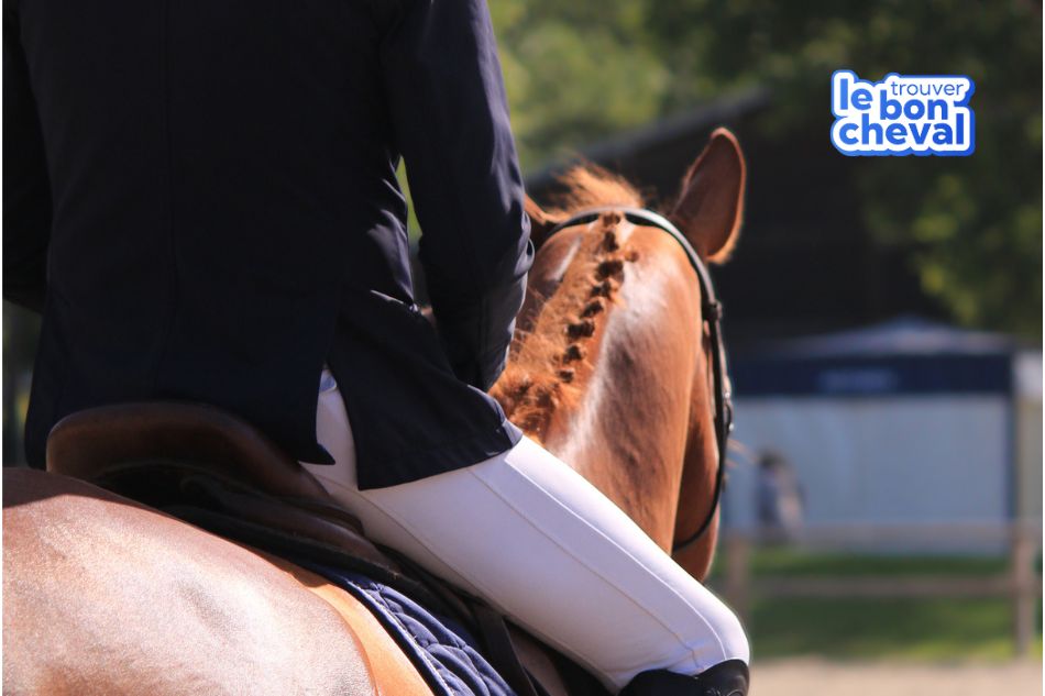 Vaccination chevaux : Découvrez le nouveau simulateur gratuit de l'IFCE permettant de connaître les obligations vaccinales de votre cheval selon son activité. Un outil simple pour propriétaires, cavaliers, éleveurs et vétérinaires. Vaccin cheval